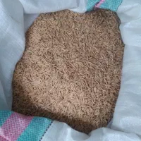 شالی فجر سوزنی ۹۰روزه درجه یک تضمینی