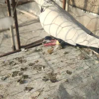 کفتر دمی|پرنده|مرودشت, ژیان|دیوار