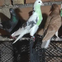 سله کبوتر