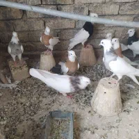 طوقی|پرنده|اصفهان, ناصرخسرو|دیوار