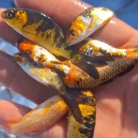 ماهی قرمز عید|ماهی|قم, بنیاد|دیوار