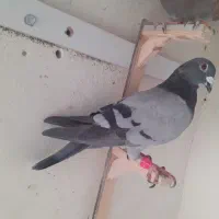 سبز المانی