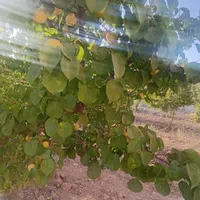اسکان موقت|اسکان اضطراری|ماهدشت, |دیوار