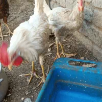 خروس سفید