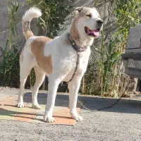 سگ آلابای ولکادو|سگ|ماهدشت, |دیوار