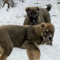 سگ آلابای|سگ|جلفا, |دیوار