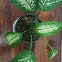 گل طبیعی دیفن باخیا