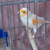 قناری نر|پرنده|اردبیل, |دیوار