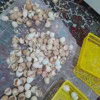 اجاره دستگاه جوجه کشی|حیوانات مزرعه|یاسوج, |دیوار