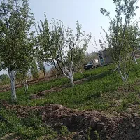 باغ ۶۰۵ متری|فروش زمین و ملک کلنگی|کشکسرای, |دیوار