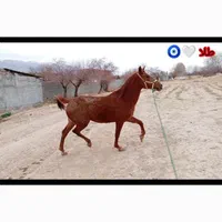 اسب دره شور|اسب و تجهیزات اسب‌سواری|خفر, |دیوار