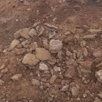 کود گوسفندی