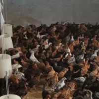 جوجه مرغ گلپایگانی