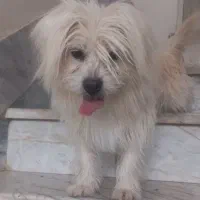 سگ خوشگل بامزه و باهوش