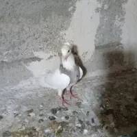 یک جفت کلفه