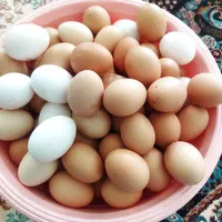 تخم مرغ درشت تازه
