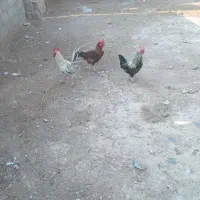 خروس|حیوانات مزرعه|مسجد سلیمان, |دیوار