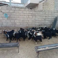 ۳۰ راس بز نر چاق