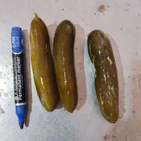 انواع ترشی خانگی|خوردنی و آشامیدنی|رباطکریم, رباطکریم|دیوار