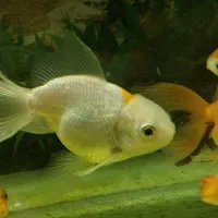 تعدادی ماهی گلدفیش|ماهی|اسلامشهر, مطهری|دیوار