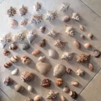 صدف و گوشی ماهی تزئینی