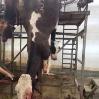 خرید و فروش هر نوع گاو گوساله افتاده پاشکسته