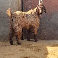 دوبر بزغاله بز بره میش قوچ دوبری|حیوانات مزرعه|قم, شاه ابراهیم|دیوار