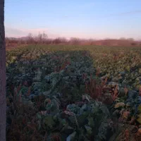 فروش برگ کلم