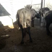 گاومیش نر درسوسنگرد|حیوانات مزرعه|سوسنگرد, |دیوار