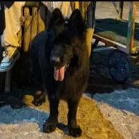 توله های ژرمن اصیل با کیفیت|سگ|رشت, حومه رشت|دیوار