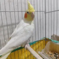 عروس هلندی|پرنده|سیرجان, |دیوار