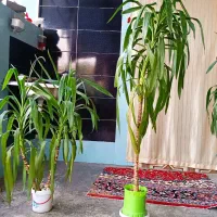 گل گل|گل و گیاه طبیعی|جوانرود, |دیوار