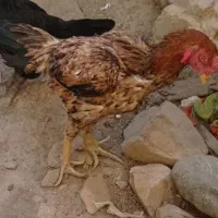 یک قطعه خروس لاری