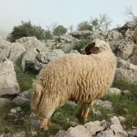 قوچ|حیوانات مزرعه|کوزران, |دیوار