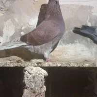 کبوتر|پرنده|سرخنکلاته, |دیوار