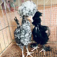 نیمچه لهستانی مرغ و خروس|حیوانات مزرعه|اصفهان, شهرک کوثر|دیوار