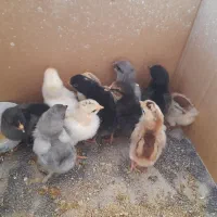 ۱۲ تا جوجه سر حال