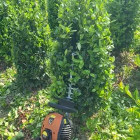 فروش درختچه یاس هلندی توپی و مخروطی|گل و گیاه طبیعی|بهنمیر, |دیوار