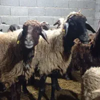 گوسفند ماده|حیوانات مزرعه|کومله, |دیوار