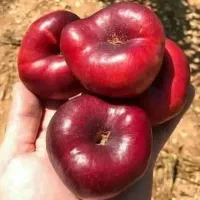 نهالستان یاسین نهال|گل و گیاه طبیعی|قزوین, |دیوار