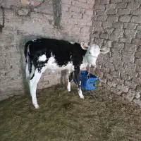 گاو وگوساله|حیوانات مزرعه|سراوان, |دیوار