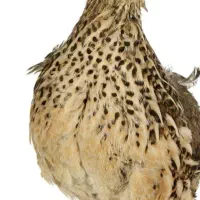 بلدرچین برافروش