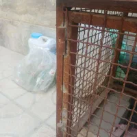 قفس|لوازم جانبی حیوانات|شیراز, ماه فیروزان|دیوار