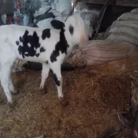 گوساله شیری سمینار درجه یک|حیوانات مزرعه|شازند, |دیوار