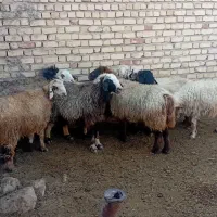 فروش میش آبستن ترکی|حیوانات مزرعه|ارسنجان, |دیوار