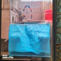 جفت گیرینجیک درجه یک|پرنده|یزد, |دیوار