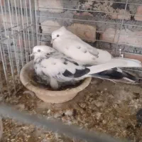 کبوتر