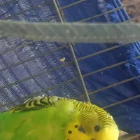 مرغ عشق|پرنده|فولادشهر, فولادشهر|دیوار