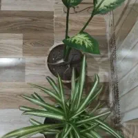 گل‌طبیعی|گل و گیاه طبیعی|مراغه, |دیوار