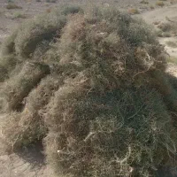 خار
